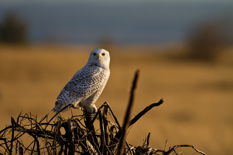 Snowy Owl