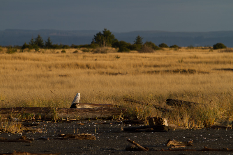 Snowy Owl On Driftwood