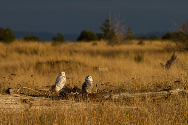 Snowy Owls On Driftwood