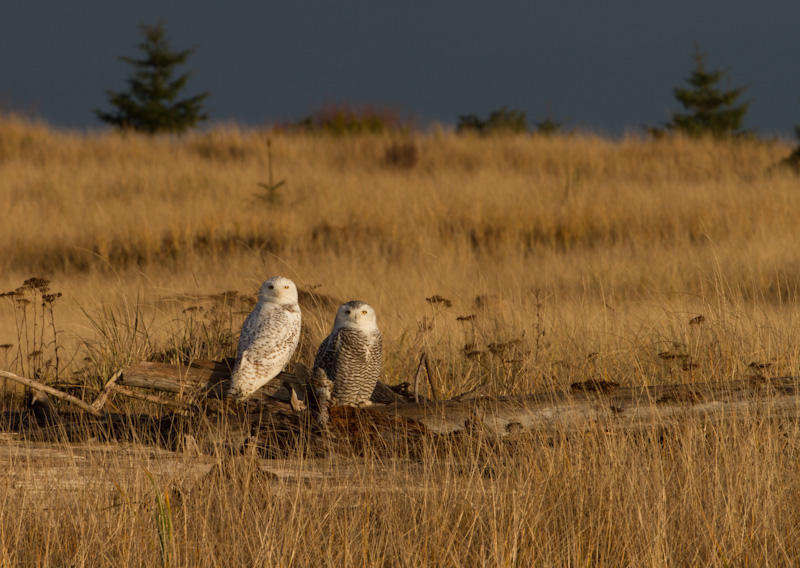 Snowy Owls On Driftwood