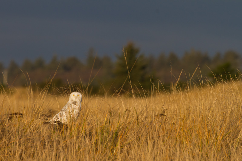 Snowy Owl