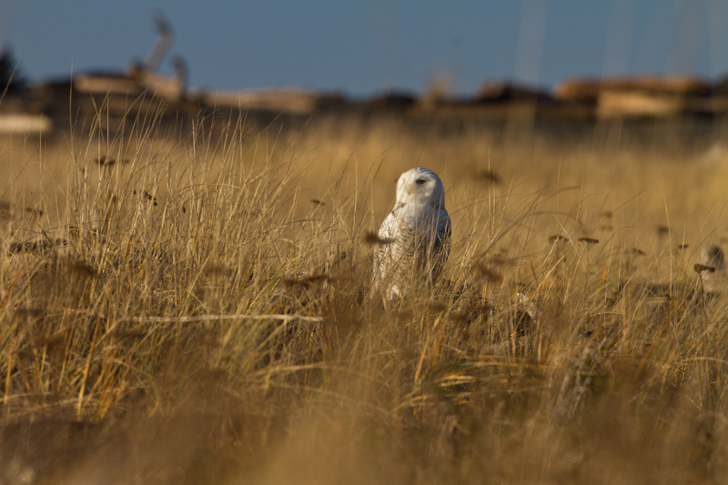 Snowy Owl