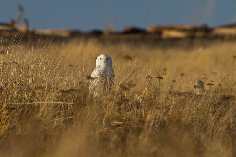 Snowy Owl