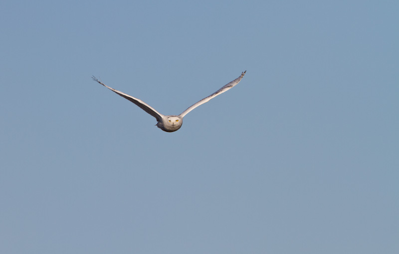 Snowy Owl In Flight