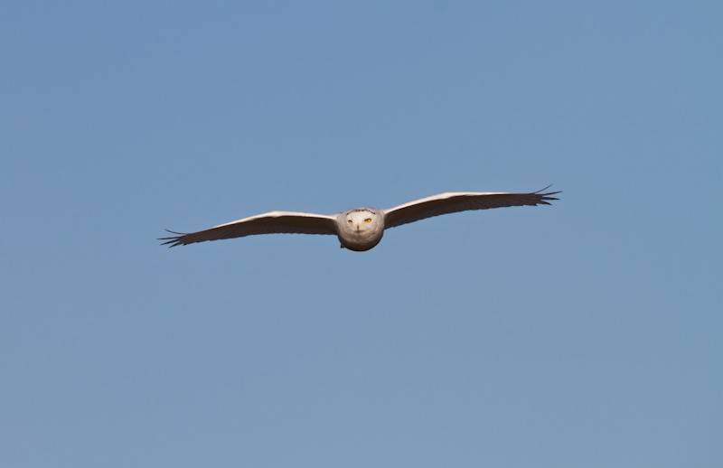 Snowy Owl In Flight