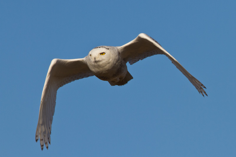 Snowy Owl In Flight