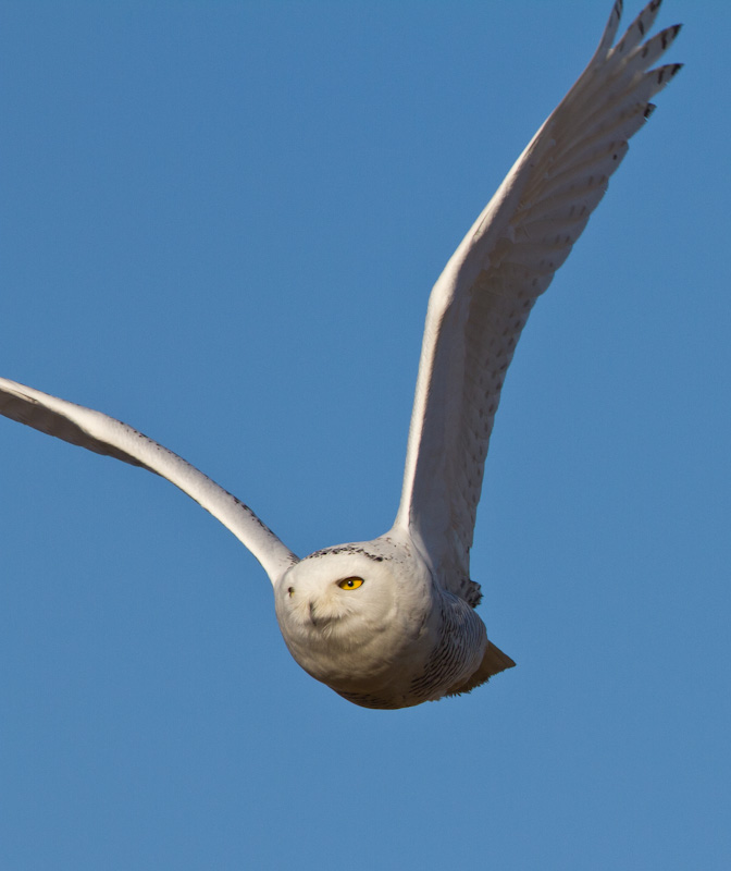 Snowy Owl In Flight