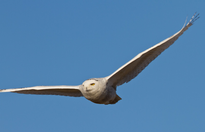 Snowy Owl In Flight