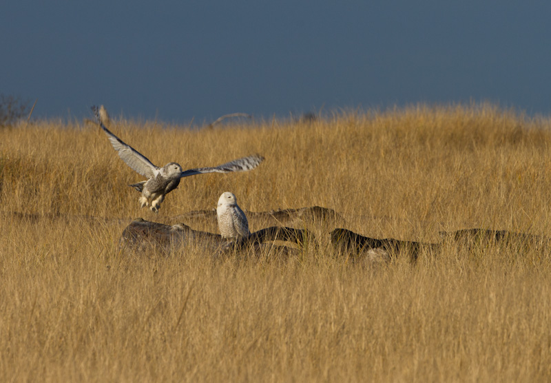 Snowy Owls