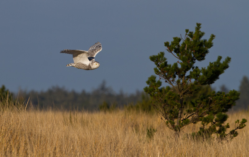 Snowy Owl In Flight