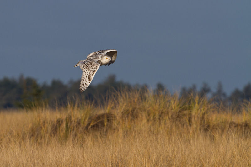Snowy Owl In Flight