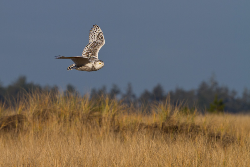 Snowy Owl In Flight