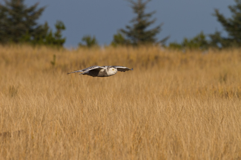 Snowy Owl In Flight