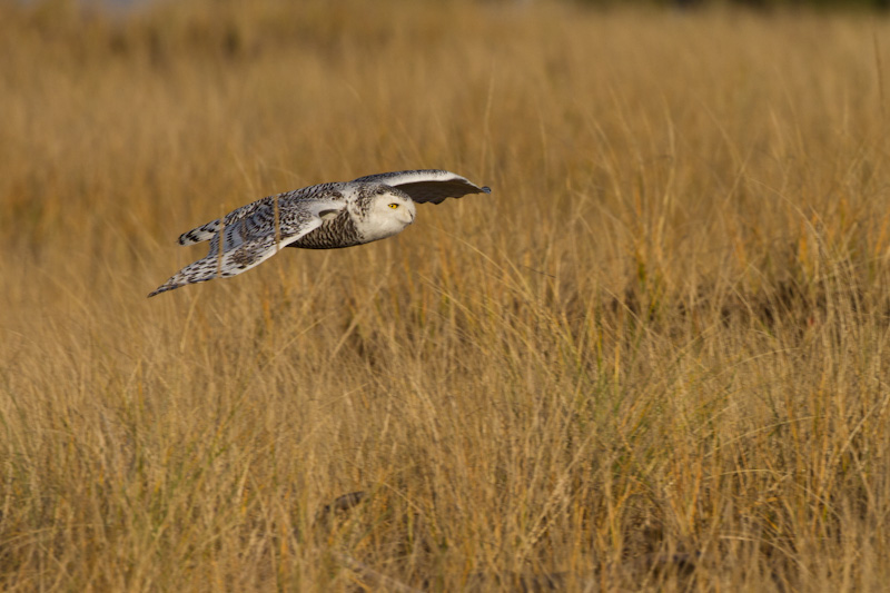 Snowy Owl In Flight