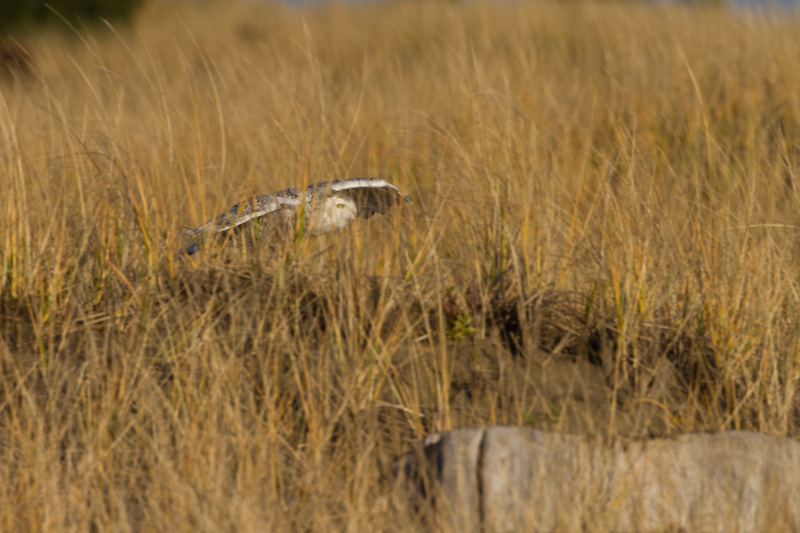 Snowy Owl Flying Through Grass