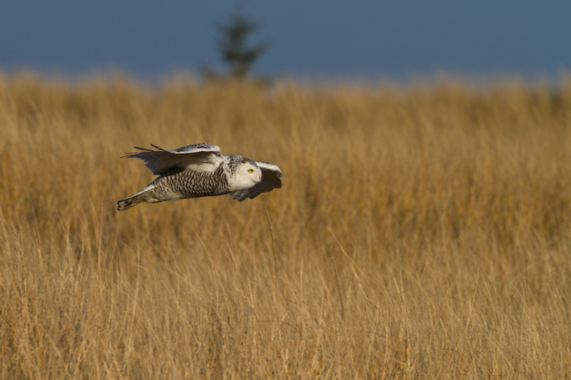 Snowy Owl In Flight