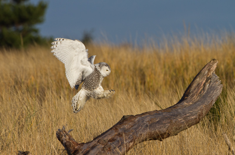 Snowy Owl Landing On Driftwood