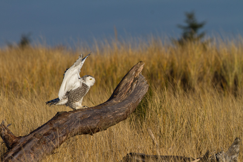 Snowy Owl On Driftwood