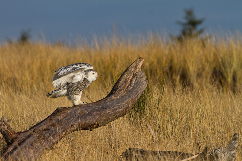 Snowy Owl On Driftwood