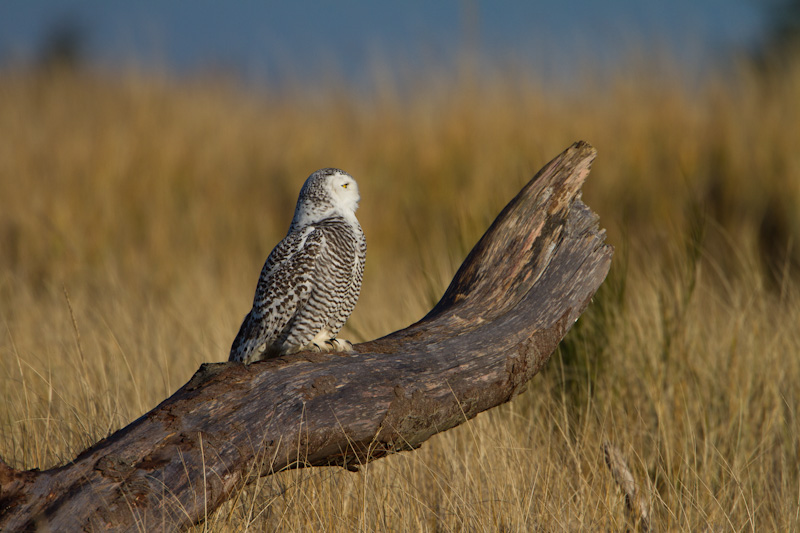 Snowy Owl On Driftwood