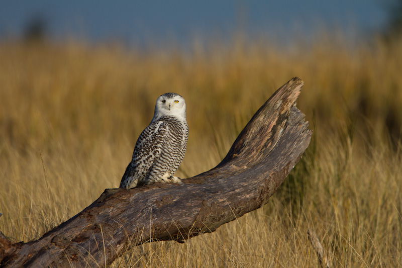 Snowy Owl On Driftwood