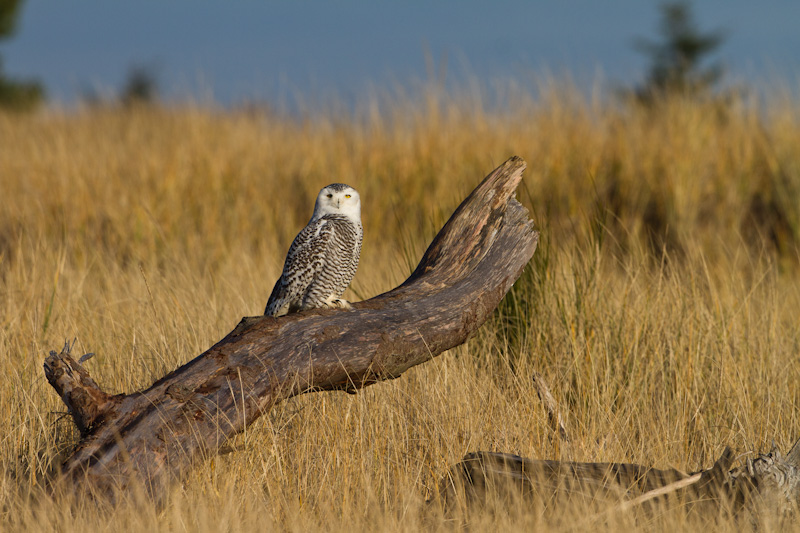 Snowy Owl On Driftwood