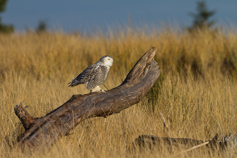 Snowy Owl On Driftwood