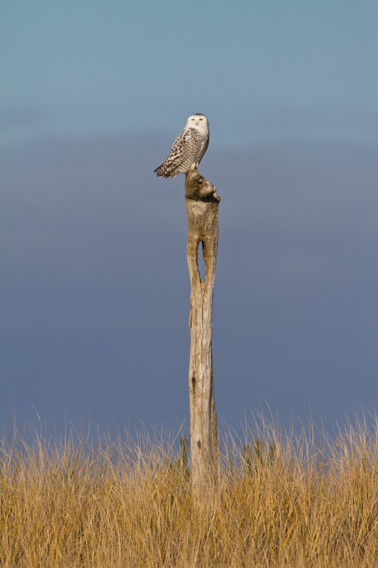 Snowy Owl Perched On Snag