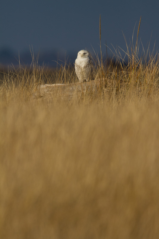 Snowy Owl In Grass