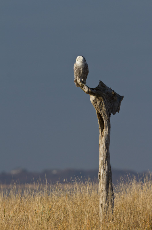 Snowy Owl Perched On Snag