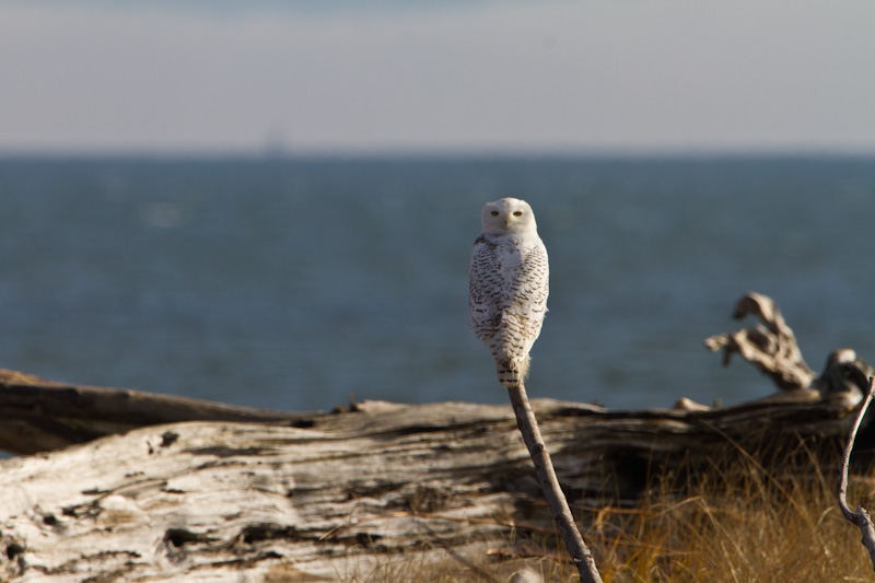 Snowy Owl