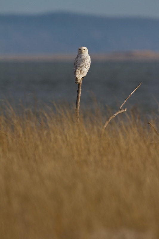 Snowy Owl