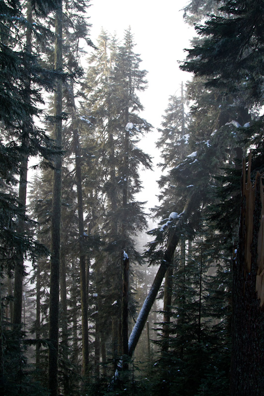 Toppled Tree In Forest