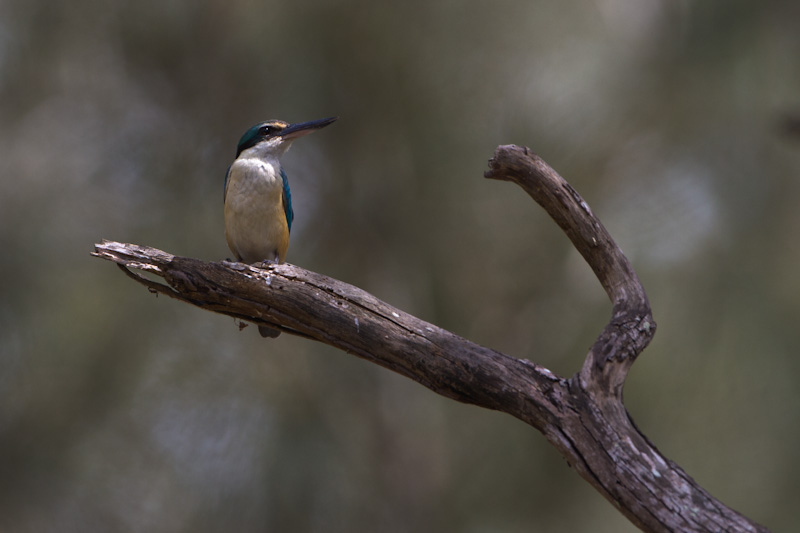 Sacred Kingfisher