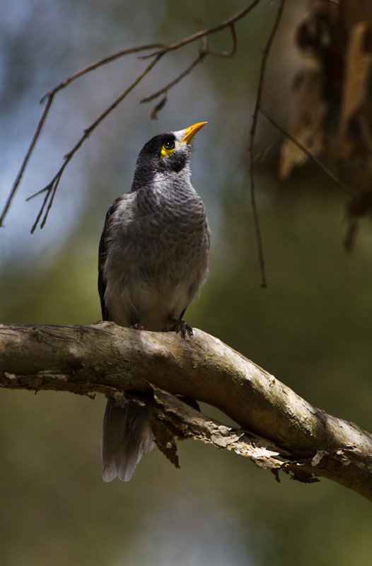 Noisy Miner