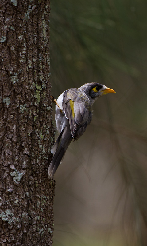 Noisy Miner