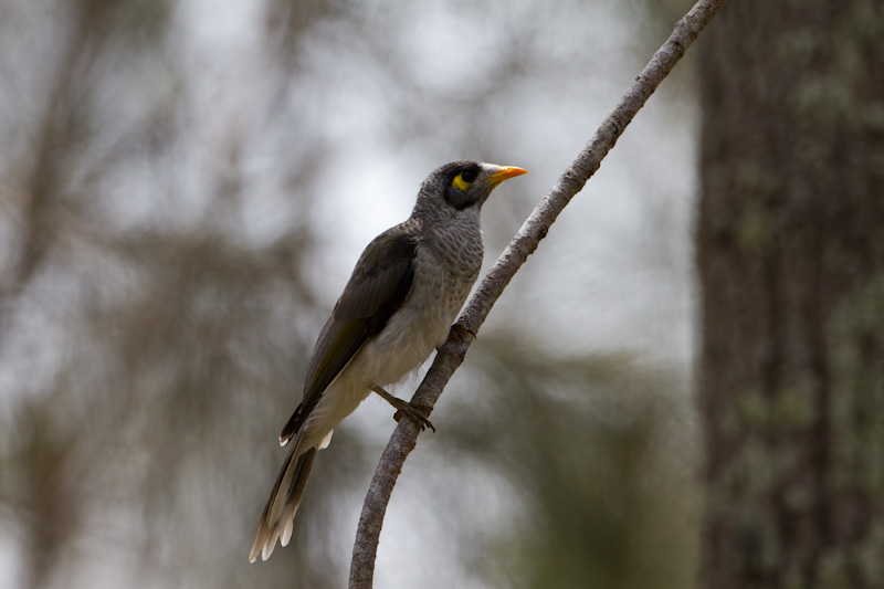 Noisy Miner