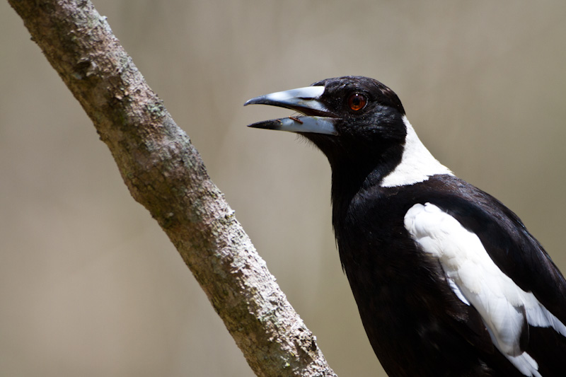 Australian Magpie