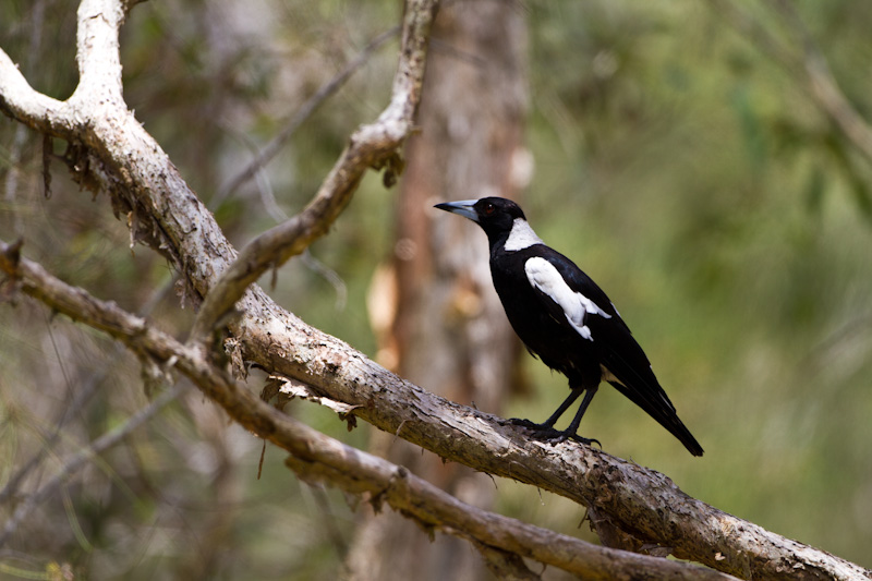 Australian Magpie