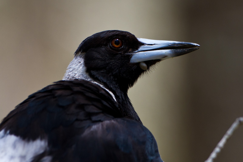 Australian Magpie