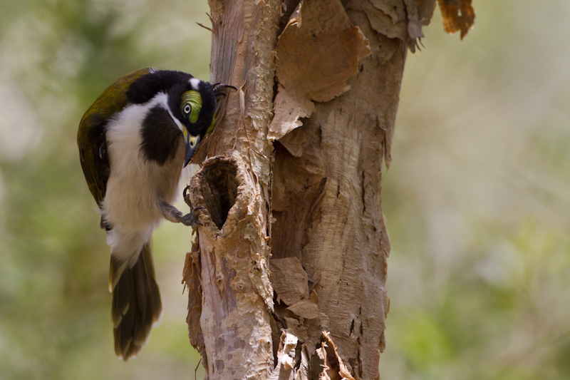 Blue-Faced Honeyeater