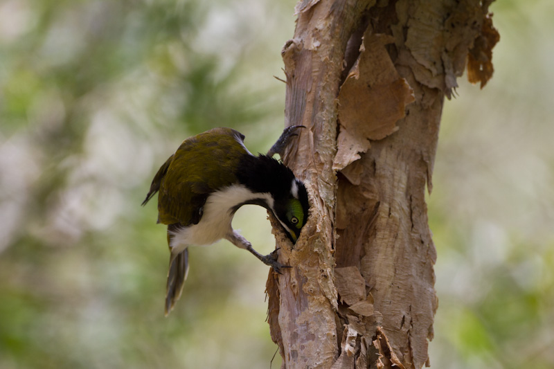 Blue-Faced Honeyeater