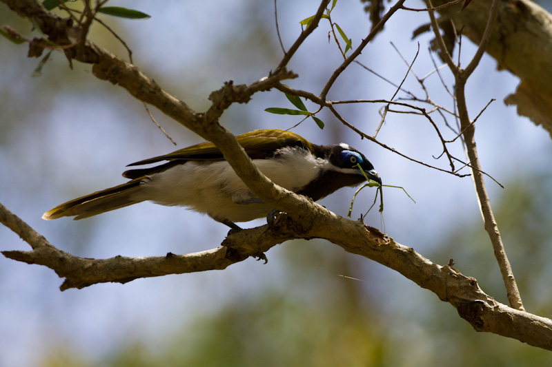 Blue-Faced Honeyeater Eating Walking Stick