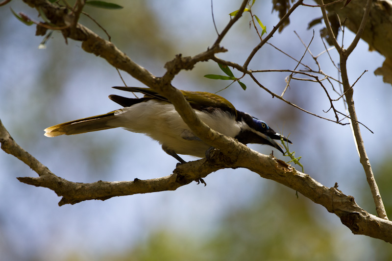 Blue-Faced Honeyeater Eating Walking Stick