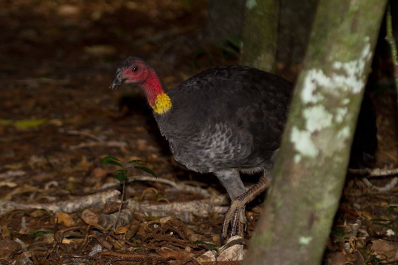 Australian Brush-Turkey