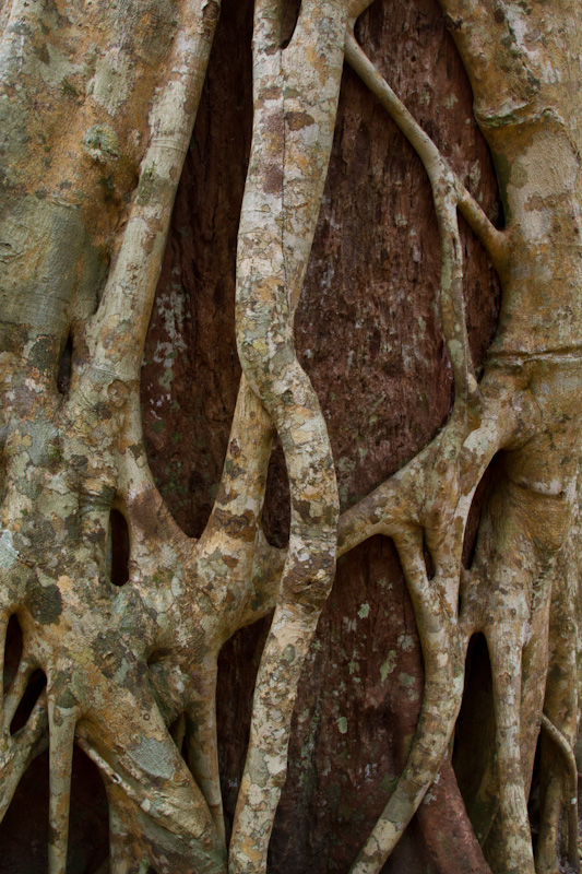 Strangler Fig Roots Surrounding Host Tree