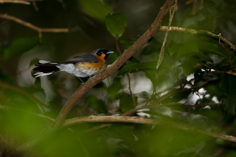 Spectacled Monarch