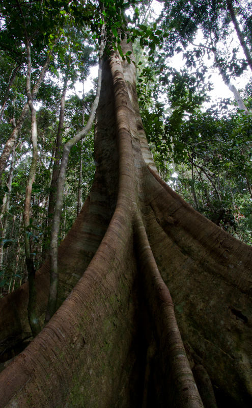 Tree Buttresses