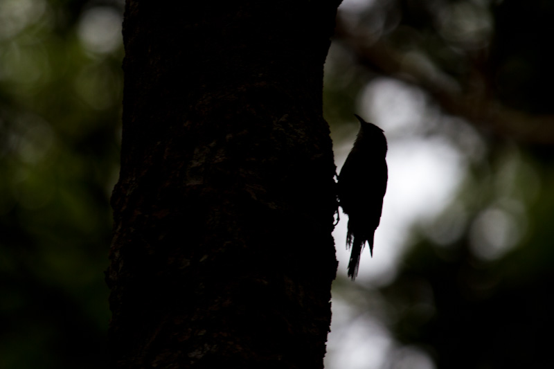 White-Throated Treecreeper Silhouette