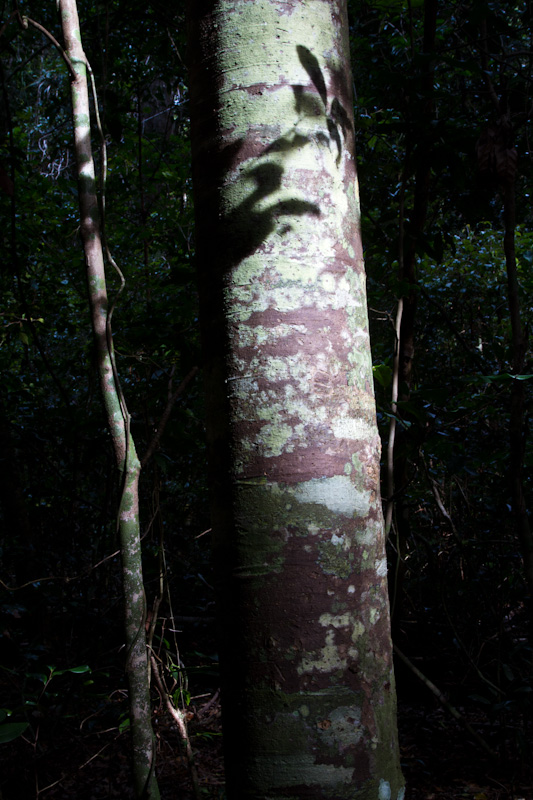 Sunlit Trunk